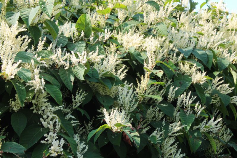 Japanese Knotweed Treatment Service