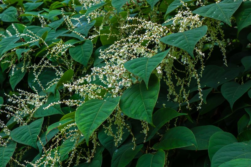 Certified Knotweed Specialists