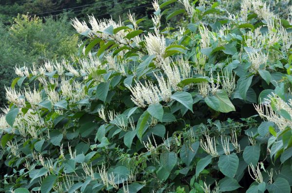 Grow your Japanese Knotweed Treatment Service business
